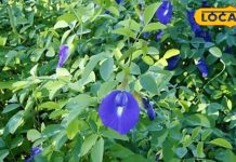 बाल, त्वचा और सेहत…. एक ही फूल रखता है तीनों का ख्याल, दिल से लेकर नींद तक हर परेशानी होगी गायब