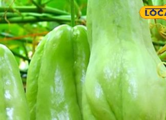 हेल्थ का हीरो…इसकोस खाओ, रोग भगाओ, जानिए ‘इसकोस’ के गजब फायदे