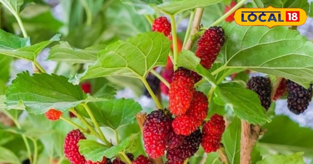 HYP_5535775_cropped_24102025_230712_mulberrytreemin_watermark__1-16x9.jpg