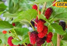 सिर्फ स्वाद नहीं, औषधीय शक्ति से भरपूर है यह ‘फल’, खून से लेकर दिल तक रखता है फिट, चेहरे पर आए गजब का निखार – Madhya Pradesh News