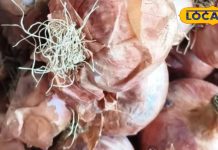 Health Tips: ब्लैक फंगस वाला प्याज बन सकता है सेहत का दुश्मन! जानिए कैसे पहचानें और बचाव करें – Rajasthan News