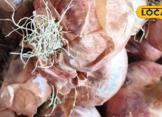 Health Tips: ब्लैक फंगस वाला प्याज बन सकता है सेहत का दुश्मन! जानिए कैसे पहचानें और बचाव करें – Rajasthan News