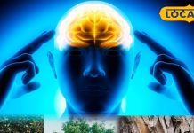 कैलकुलेटर से भी तेज़ हो जाएगा दिमाग, बस अपनाएं बघेलखंड के ये देसी नुस्खे, बच्चे हर इग्जाम में करेंगे टॉप – Madhya Pradesh News