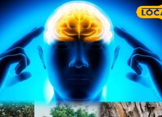 कैलकुलेटर से भी तेज़ हो जाएगा दिमाग, बस अपनाएं बघेलखंड के ये देसी नुस्खे, बच्चे हर इग्जाम में करेंगे टॉप – Madhya Pradesh News