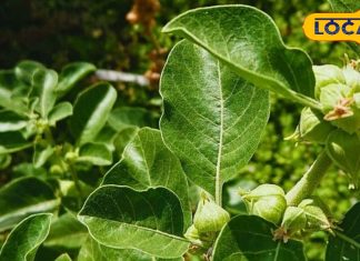 यह जड़ी-बूटी देती है घोड़े जैसी ताकत और ऊर्जा, रोजाना करें इसका सेवन, दिमाग को बनाए रिलैक्स और फ्रेश – Uttar Pradesh News