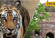 Winter Tourist Place: धुंध, पहाड़, झरने, हरियाली से ढकी वादियां कर रहीं आपका इंतजार! जानें MP की ये खास जगह