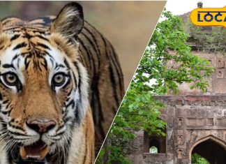 Winter Tourist Place: धुंध, पहाड़, झरने, हरियाली से ढकी वादियां कर रहीं आपका इंतजार! जानें MP की ये खास जगह