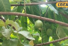 Winter Health: ये देसी फल ठंड का सुपरफूड, सर्दियों में सेहत को बना देगा फौलाद! बस इसे रात में न खाएं