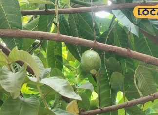 Winter Health: ये देसी फल ठंड का सुपरफूड, सर्दियों में सेहत को बना देगा फौलाद! बस इसे रात में न खाएं