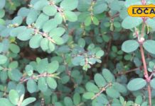 सेहत का खजाना है ये दूधी घास, खांसी, अस्थमा और पेट दर्द में रामबाण