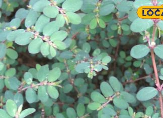 सेहत का खजाना है ये दूधी घास, खांसी, अस्थमा और पेट दर्द में रामबाण