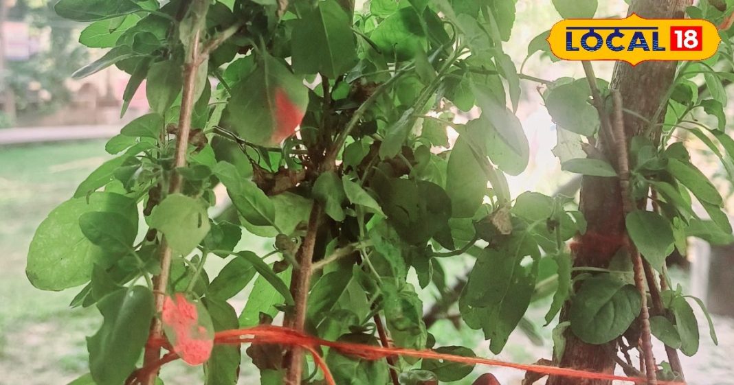 पंच तुलसी के चमत्कारी लाभ, घर में लगा लें इसके पौधे, दूर रहेगा रोग और नकारात्मक ऊर्जा – Uttar Pradesh News