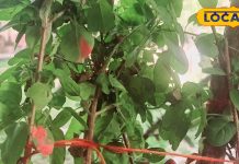 पंच तुलसी के चमत्कारी लाभ, घर में लगा लें इसके पौधे, दूर रहेगा रोग और नकारात्मक ऊर्जा – Uttar Pradesh News