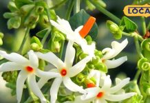 आयुर्वेद का खजाना है हरसिंगार का ये फूल, गठिया, खांसी-बुखार के लिए रामबाण