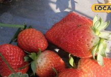 दिमाग तेज करने से लेकर बीपी कंट्रोल करने तक, सेहत के लिए बेहद गुणकारी है स्ट्रॉबेरी – Uttar Pradesh News