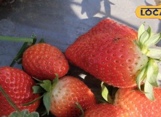 दिमाग तेज करने से लेकर बीपी कंट्रोल करने तक, सेहत के लिए बेहद गुणकारी है स्ट्रॉबेरी – Uttar Pradesh News