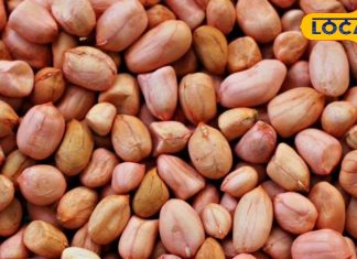 Protein Rich Snacks:काजू-अंडे से ज्यादा प्रोटीन का भंडार है ये छोटा सा दाना, माइंड बनाए शार्प