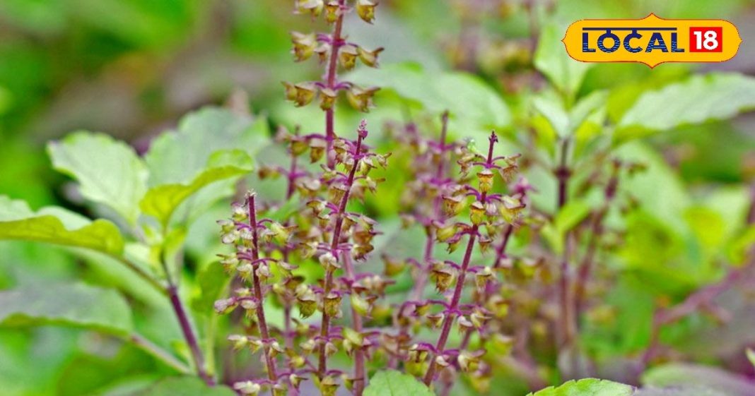HYP_5539940_cropped_27102025_095942_basil_2_watermark_27102025_2-16x9.jpg