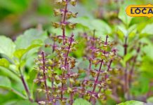 तुलसी का पौधा या जड़ी-बूटी की रानी? जानिए कैसे करता है हर बीमारी पर वार, बनाती है शरीर को स्टील जैसा मज़बूत – Uttar Pradesh News