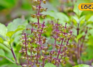 तुलसी का पौधा या जड़ी-बूटी की रानी? जानिए कैसे करता है हर बीमारी पर वार, बनाती है शरीर को स्टील जैसा मज़बूत – Uttar Pradesh News