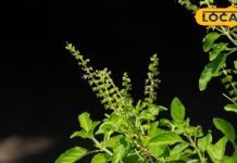 Health tips : घर के आंगन में लगा ये छोटा सा पौधा बढ़ा देगा आपकी उम्र, इसके पत्तों में दीर्घायु वाली शक्ति – Uttarakhand News