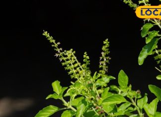 Health tips : घर के आंगन में लगा ये छोटा सा पौधा बढ़ा देगा आपकी उम्र, इसके पत्तों में दीर्घायु वाली शक्ति – Uttarakhand News