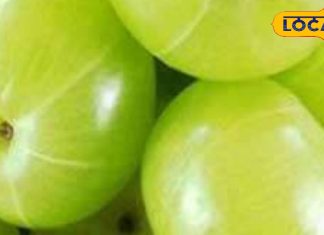 रोज खाएं बस एक आंवला, बालों से लेकर त्वचा तक दिखेंगे चमत्कारी बदलाव