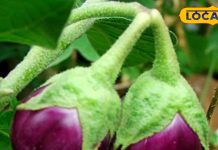 मामूली सब्जी नहीं है बैगन! इसमें छुपा है इन बीमारियों का इलाज, जान लेंगे फायदे तो डाइट में शामिल करना नहीं भूलेंगे – Uttarakhand News