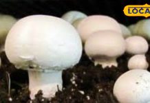 सर्दियों की सफेद सब्जी मशरूम, सेहत का खजाना और रोगों का इलाज