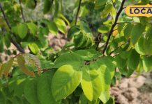 Health Tips: घर के आंगन में लगा लीजिए ये चमत्कारी पेड़, सर्दी-जुकाम से लेकर हड्डियों के दर्द तक सब करेगा गायब! – Uttar Pradesh News