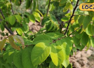 Health Tips: घर के आंगन में लगा लीजिए ये चमत्कारी पेड़, सर्दी-जुकाम से लेकर हड्डियों के दर्द तक सब करेगा गायब! – Uttar Pradesh News