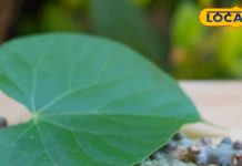 हर बीमारी की एक दवा! बढ़ाए इम्युनिटी और मिटाए थकान, बघेलखंड में कहते हैं ‘देसी डॉक्टर’ – Madhya Pradesh News