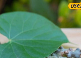 हर बीमारी की एक दवा! बढ़ाए इम्युनिटी और मिटाए थकान, बघेलखंड में कहते हैं ‘देसी डॉक्टर’ – Madhya Pradesh News