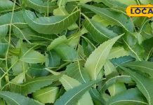 घर के बाहर लगा ये पेड़ करेगा ऐसा कमाल…कि डॉक्टर के पास जाने की जरूरत ही नहीं पड़ेगी! जानें चौंकाने वाले फायदे – Uttarakhand News