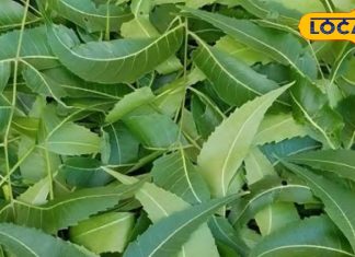 घर के बाहर लगा ये पेड़ करेगा ऐसा कमाल…कि डॉक्टर के पास जाने की जरूरत ही नहीं पड़ेगी! जानें चौंकाने वाले फायदे – Uttarakhand News