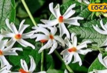 सेहत का रखवाला है महादेव का ये प्रिय पौधा, ऐसे करें सेवन, दूर हो जाएंगी कई बीमारियां