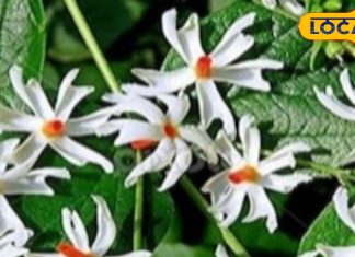 सेहत का रखवाला है महादेव का ये प्रिय पौधा, ऐसे करें सेवन, दूर हो जाएंगी कई बीमारियां