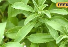 डायबिटीज से राहत दिलाएंगी ये तीन पौधों की पत्तियां, घर पर गमले में आसानी से करें खेती, जानें नाम