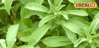 डायबिटीज से राहत दिलाएंगी ये तीन पौधों की पत्तियां, घर पर गमले में आसानी से करें खेती, जानें नाम