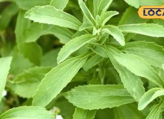 डायबिटीज से राहत दिलाएंगी ये तीन पौधों की पत्तियां, घर पर गमले में आसानी से करें खेती, जानें नाम