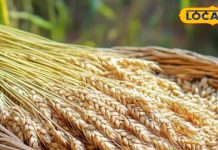 Jau Ka Upay: दरिद्रता होगी दूर, तो घर में सुख-समृद्धि का भी होगा वास… जौ का ये टोटका कर देगा चमत्कार – Uttarakhand News