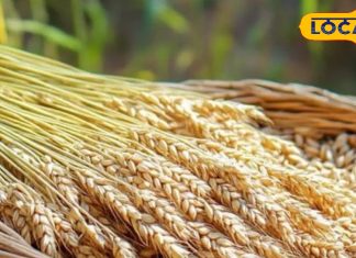 Jau Ka Upay: दरिद्रता होगी दूर, तो घर में सुख-समृद्धि का भी होगा वास… जौ का ये टोटका कर देगा चमत्कार – Uttarakhand News