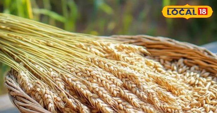 Jau Ka Upay: दरिद्रता होगी दूर, तो घर में सुख-समृद्धि