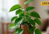 Money Plant Vastu Tips: मनी प्लांट लगाने से नहीं मिल रहा सही फायदा, तो करें यह उपाय, कुछ दिनों में दिखेगा इसका लाभ
