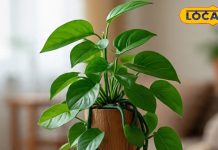 Money Plant Vastu Tips: मनी प्लांट लगाने से नहीं मिल रहा सही फायदा, तो करें यह उपाय, कुछ दिनों में दिखेगा इसका लाभ