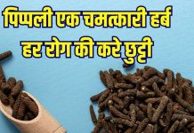 Pippali benefits: औषधीय गुणों का भंडार पिप्पली, करे खतरनाक रोगों की छुट्टी