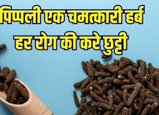 Pippali benefits: औषधीय गुणों का भंडार पिप्पली, करे खतरनाक रोगों की छुट्टी