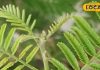 Shami Tree Benefits: शमी के पत्तों में छुपा है सुख-समृद्धि का राज, विजयादशमी पर जानिए उज्जैन के आचार्य की सलाह