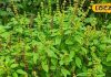 Tulsi Benefits: तुलसी का धार्मिक महत्व, व्यक्ति के सौभाग्य में करता है वृद्धि, जानें चमत्कारी लाभ