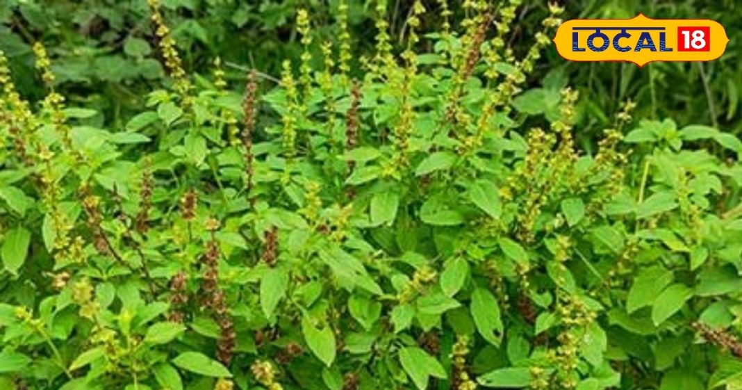 Tulsi Benefits: तुलसी का धार्मिक महत्व, व्यक्ति के सौभाग्य में